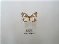藏品(五斑蝶燈蛾)的圖片